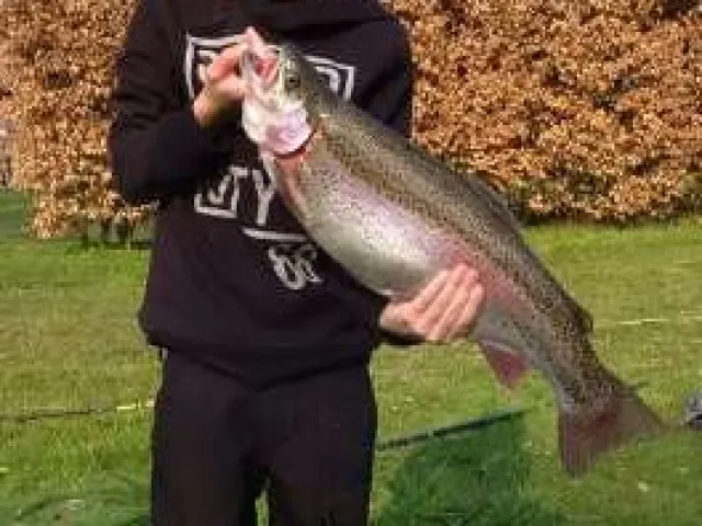 Regenbogenforelle