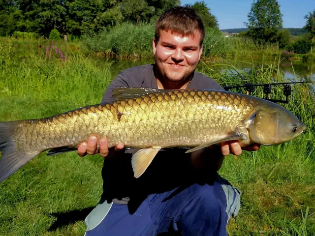 Graskarpfen
