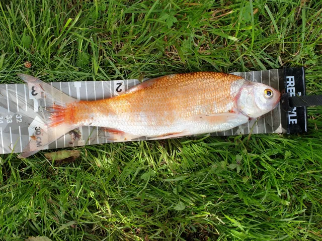 Goldorfe