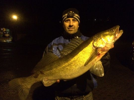 Zander