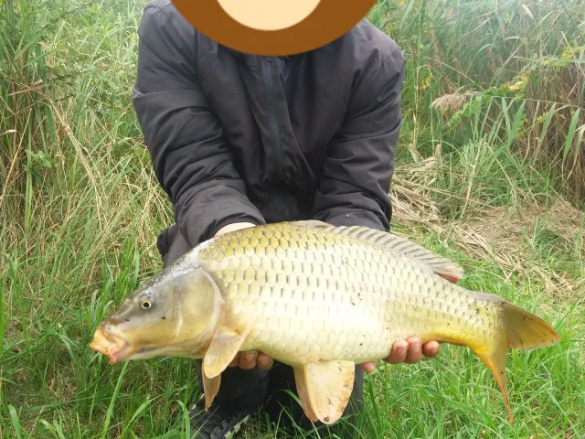 Karpfen