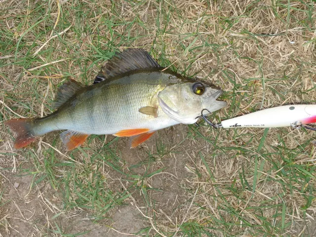 Flussbarsch