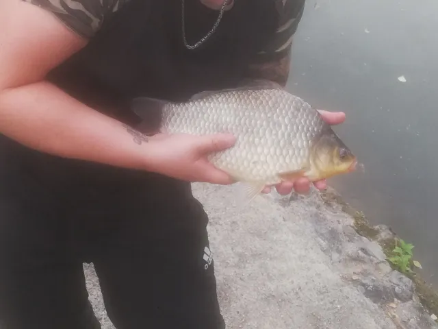 Karausche