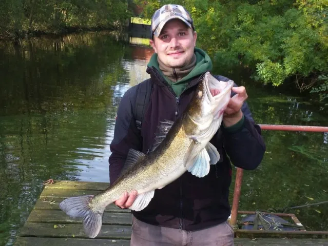 Zander