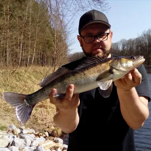 Zander