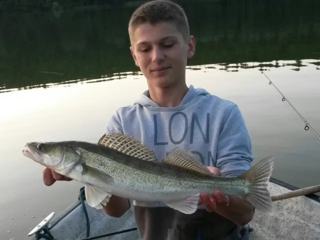 Zander