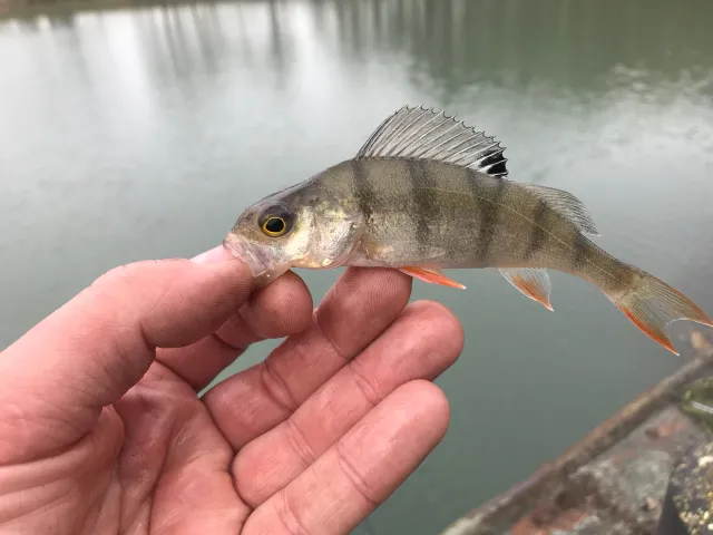 Flussbarsch