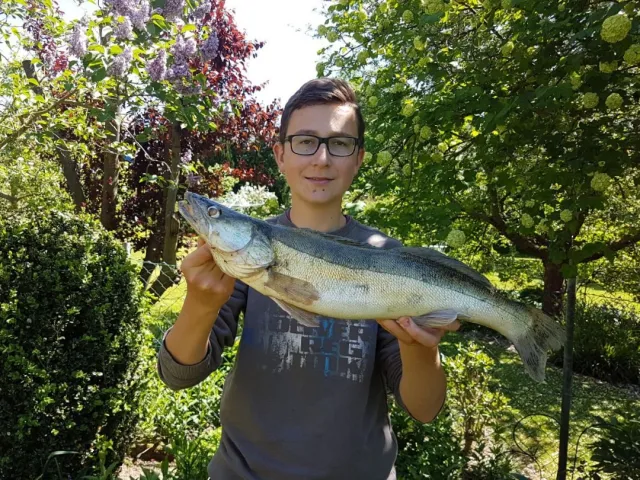 Zander