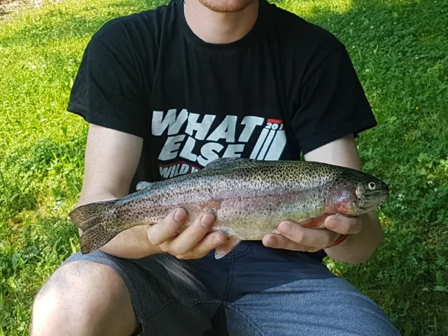 Regenbogenforelle