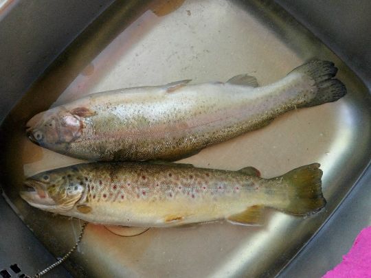 Regenbogenforelle