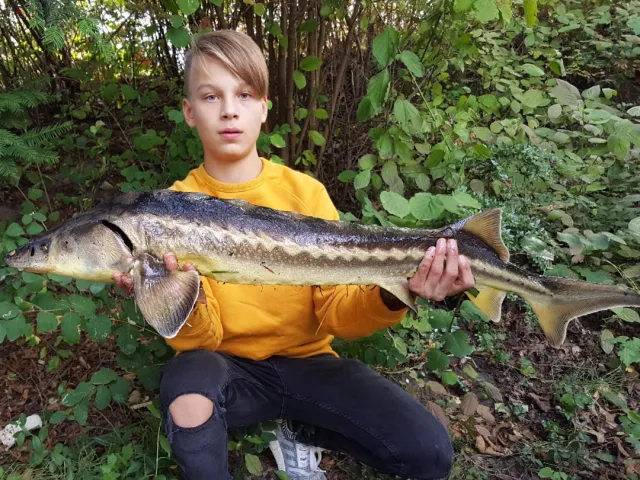 Stör