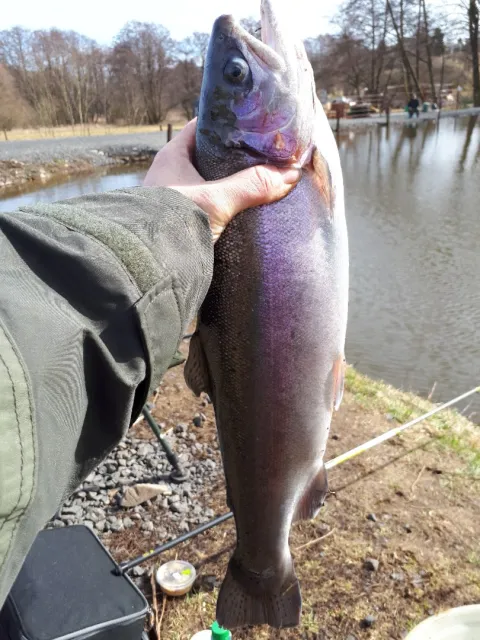 Regenbogenforelle