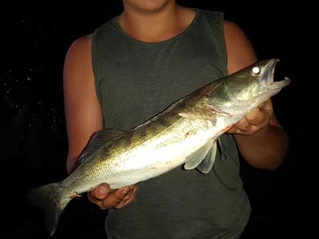 Zander