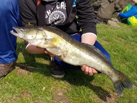 Zander