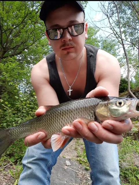 Döbel