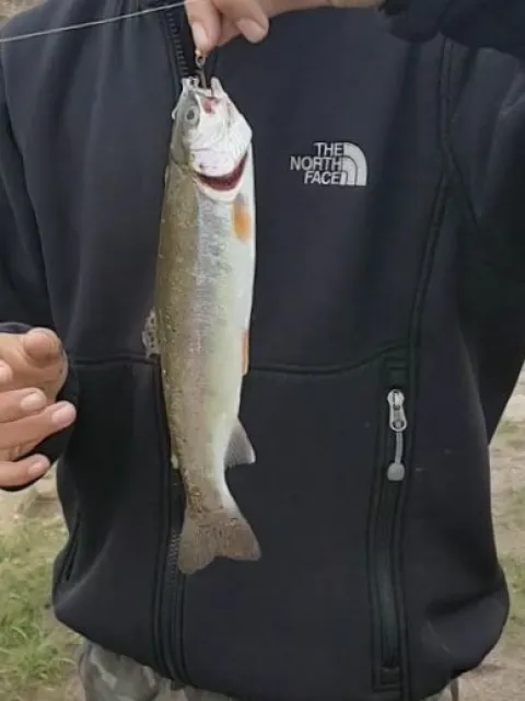 Regenbogenforelle