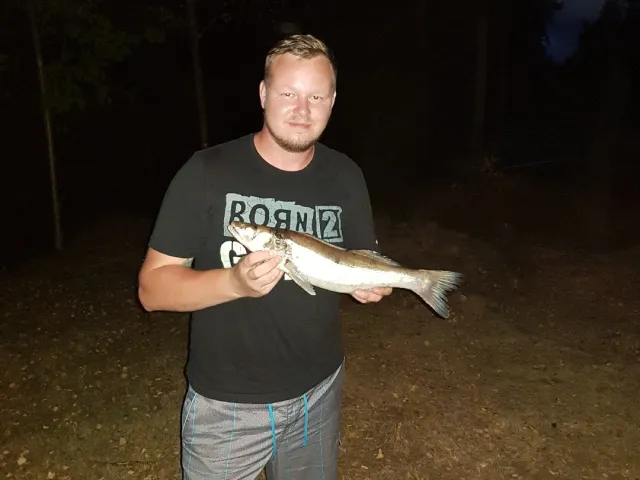 Zander