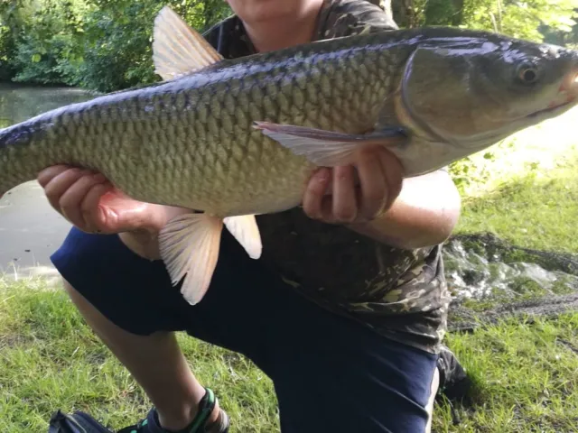 Graskarpfen