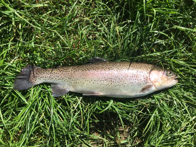Regenbogenforelle