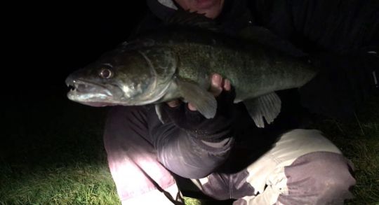 Zander