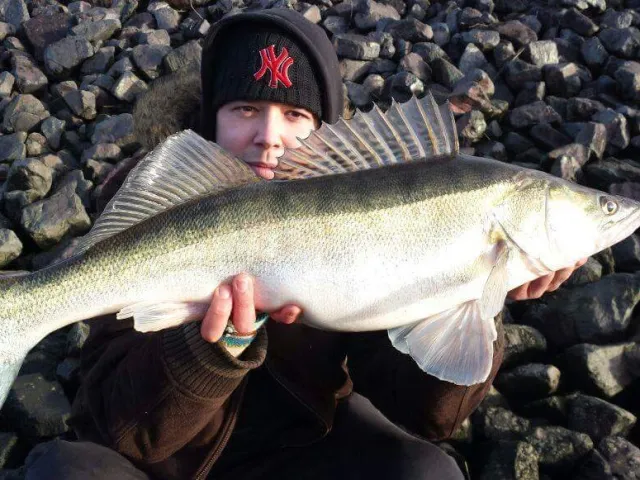 Zander