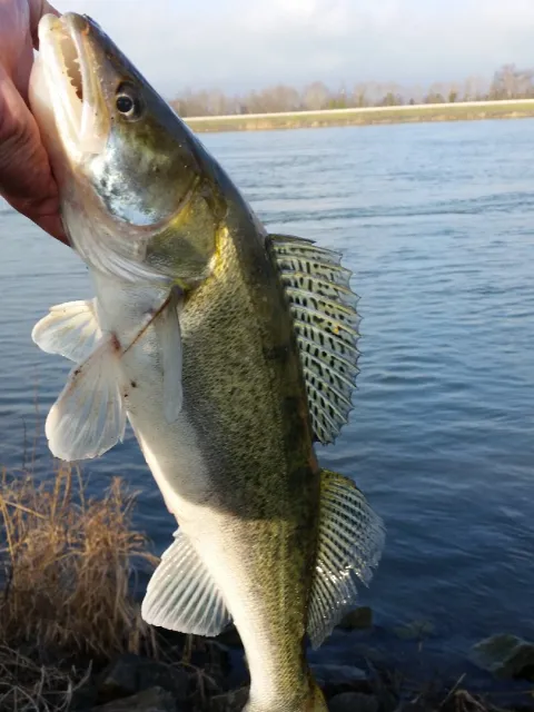 Zander
