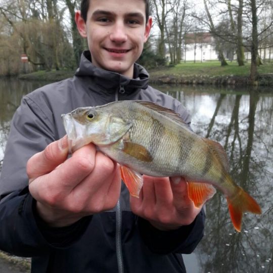 Flussbarsch
