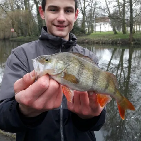 Flussbarsch