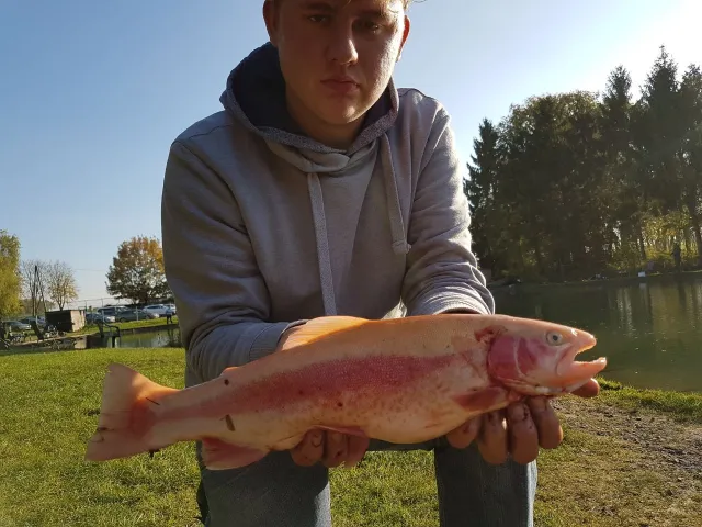 Goldforelle