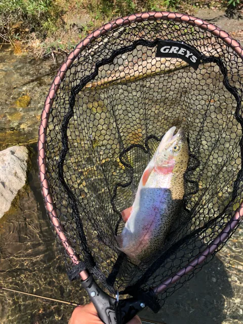 Regenbogenforelle