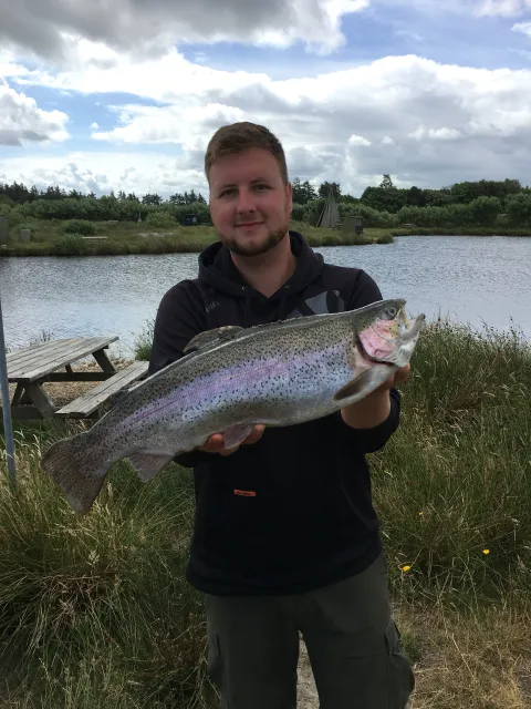 Regenbogenforelle