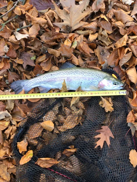 Regenbogenforelle