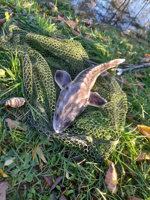 Stör