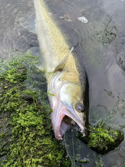 Zander