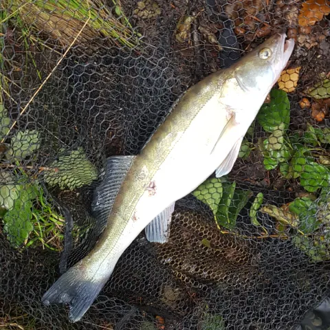 Zander
