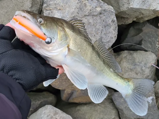Zander