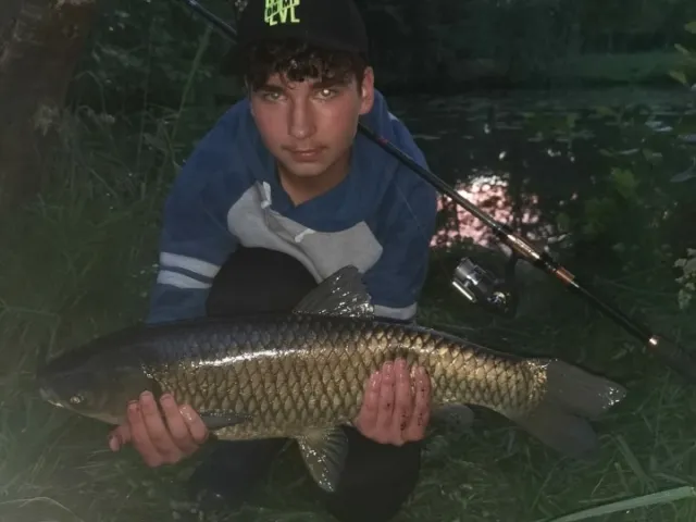 Graskarpfen