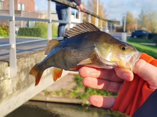 Flussbarsch