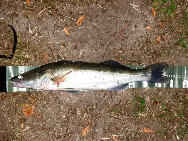 Zander