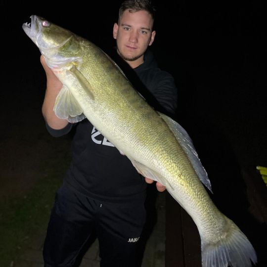 Zander