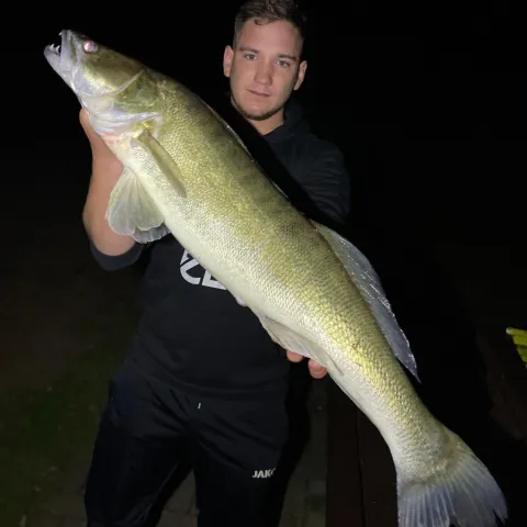 Zander