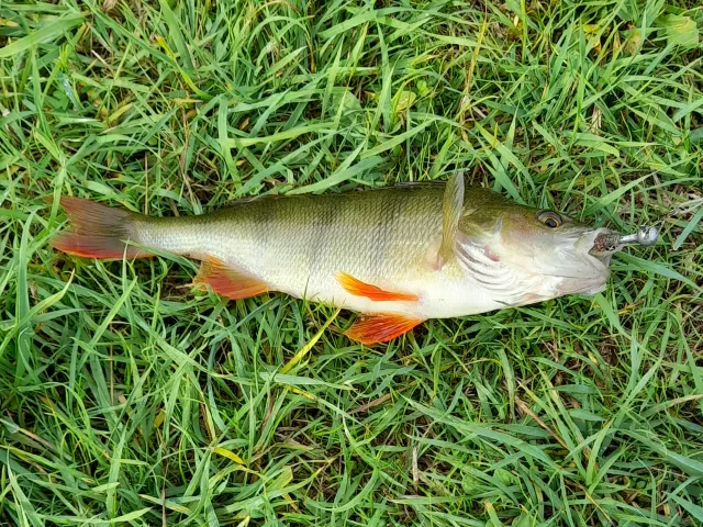 Flussbarsch