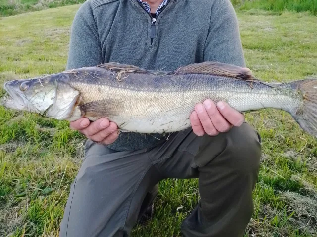 Zander