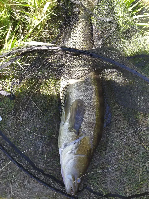 Zander