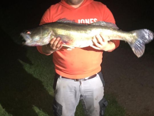 Zander