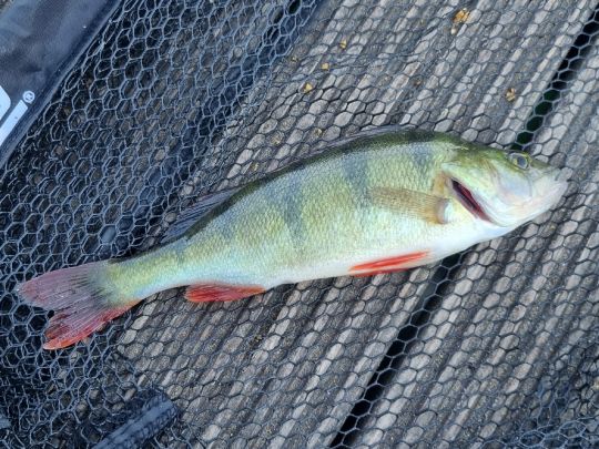 Flussbarsch