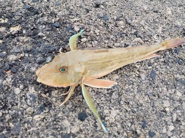 Knurrhahn (Grauer)
