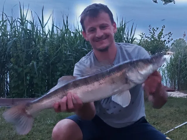 Zander