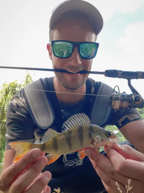 Flussbarsch