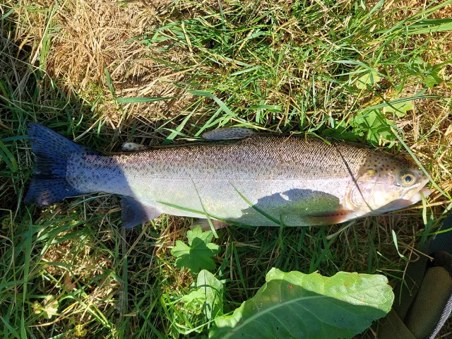 Regenbogenforelle